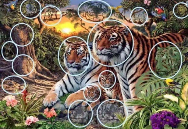 Solution du mystère des tigres