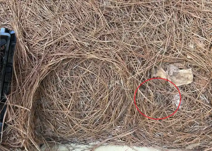 Indice pour localiser le serpent caché dans l'image