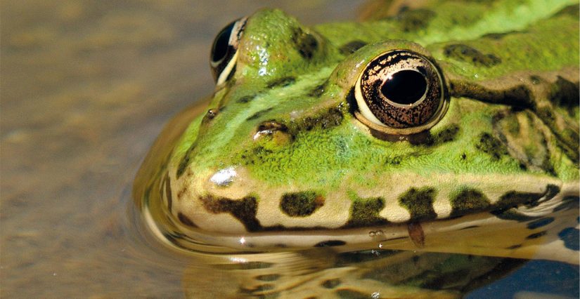 Grenouille dans son environnement nocturne, évoquant le courage
