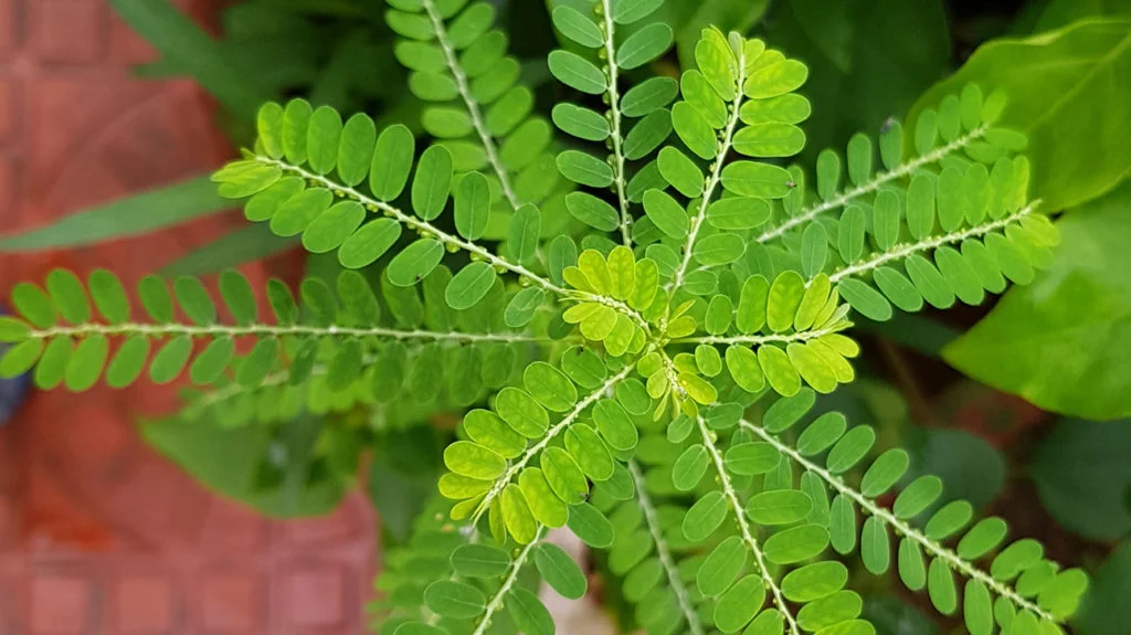 Phyllanthus niruri - Plante casse-pierre en gros plan