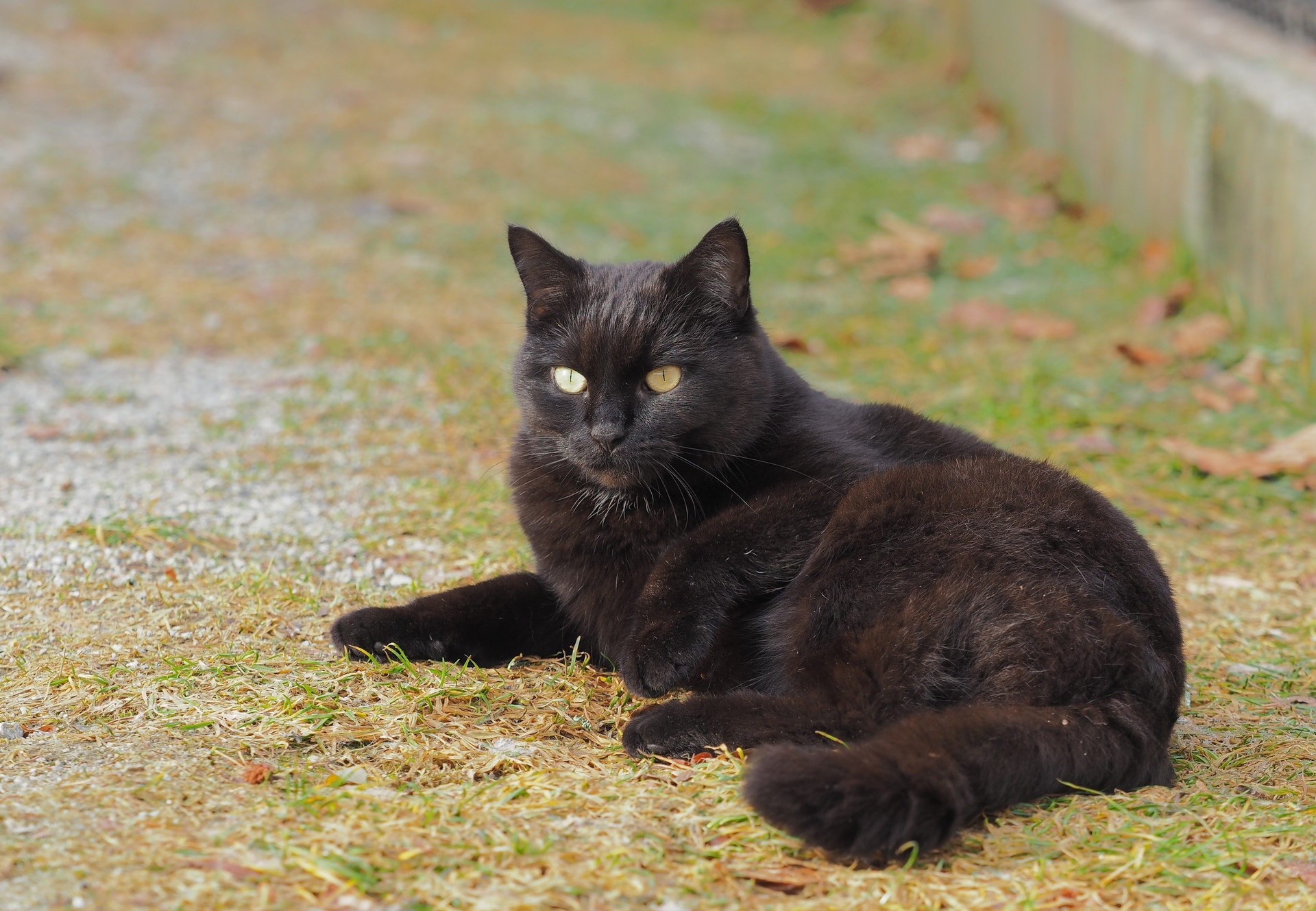 Chat noir jouant dans l'herbe