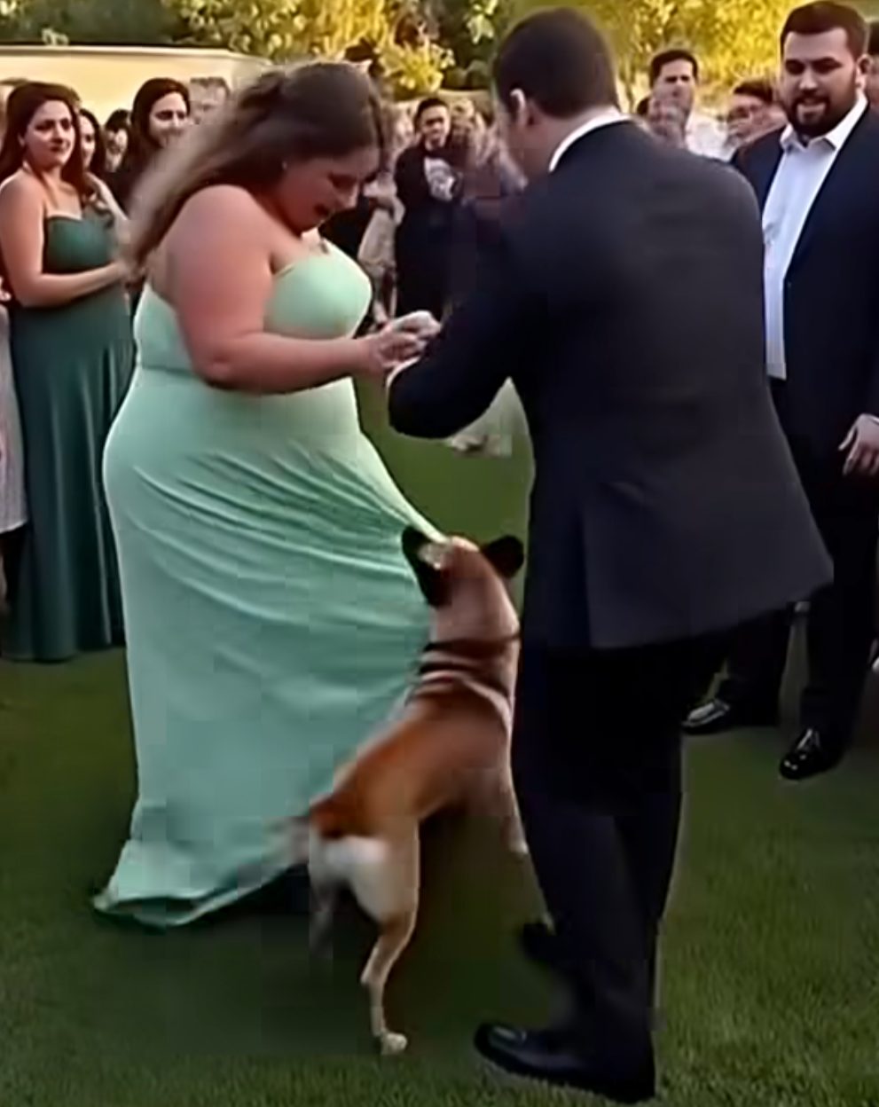 Chien flairant la robe de mariée