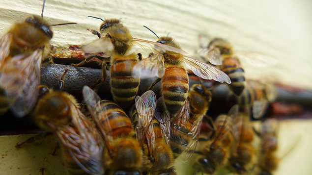 Alvéoles de cire d'abeilles