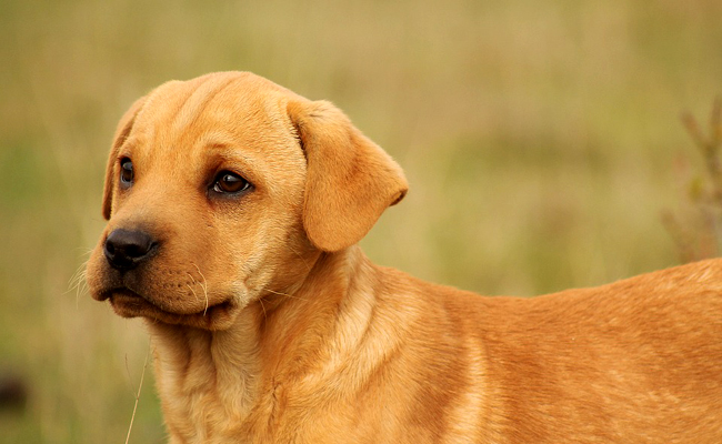 Chien et affection