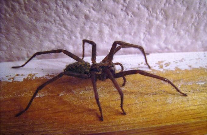 Solutions naturelles contre les araignées