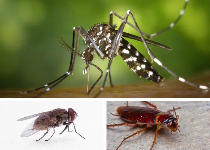 Alternatives naturelles contre les insectes