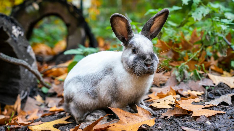 Lapin paresseux sous un arbre