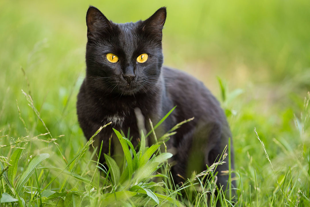 Chat noir aux yeux dorés