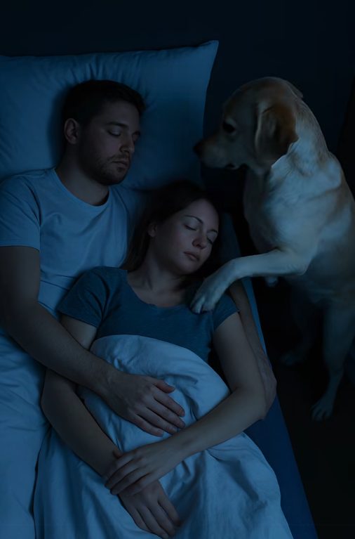 Chien en position de garde dans une chambre