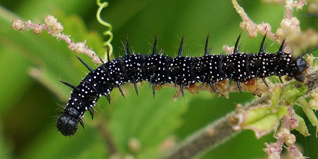 Chenilles du Morio en groupe sur une branche