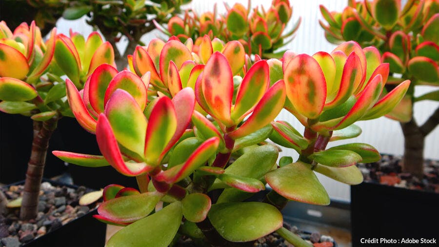 Feuilles charnues de crassula ovata