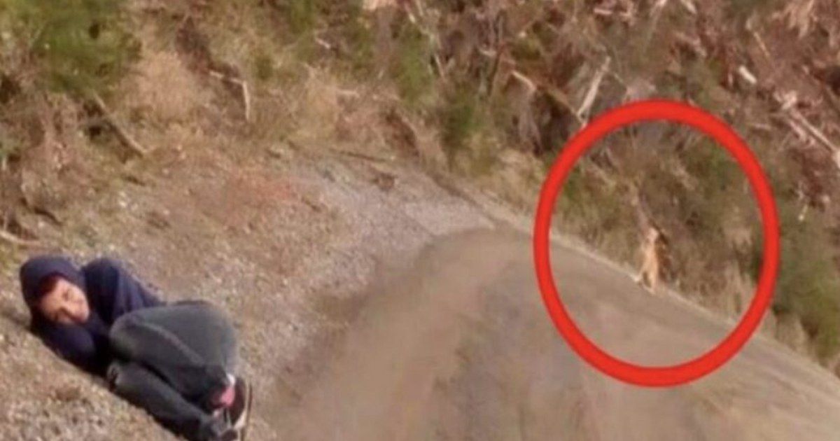 Chien errant dans les montagnes