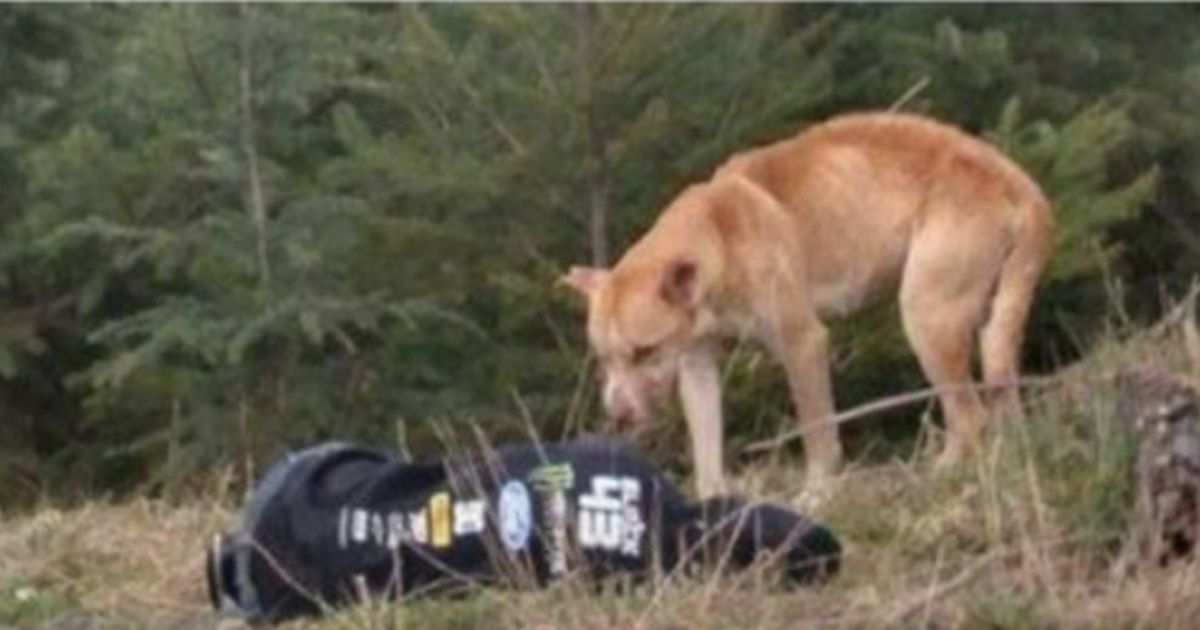 Femme allongée près d'un chien méfiant