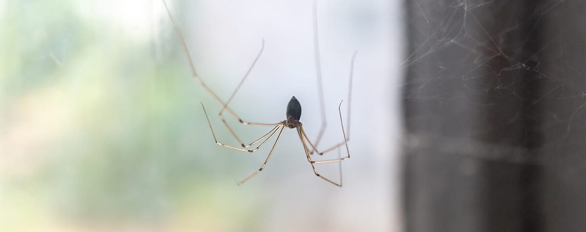Araignée dans un coin de maison