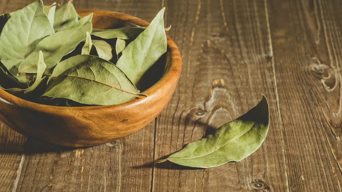 Feuilles de laurier séchées pour infusions et inhalations