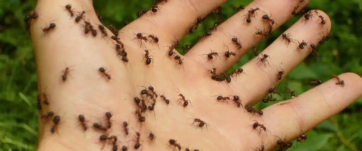 Fourmis sur un comptoir de cuisine