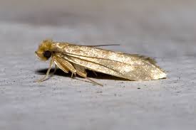 Mites dans un placard