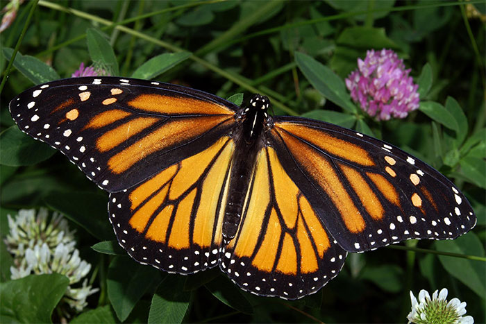 Femelle du papillon Morio pondant ses œufs