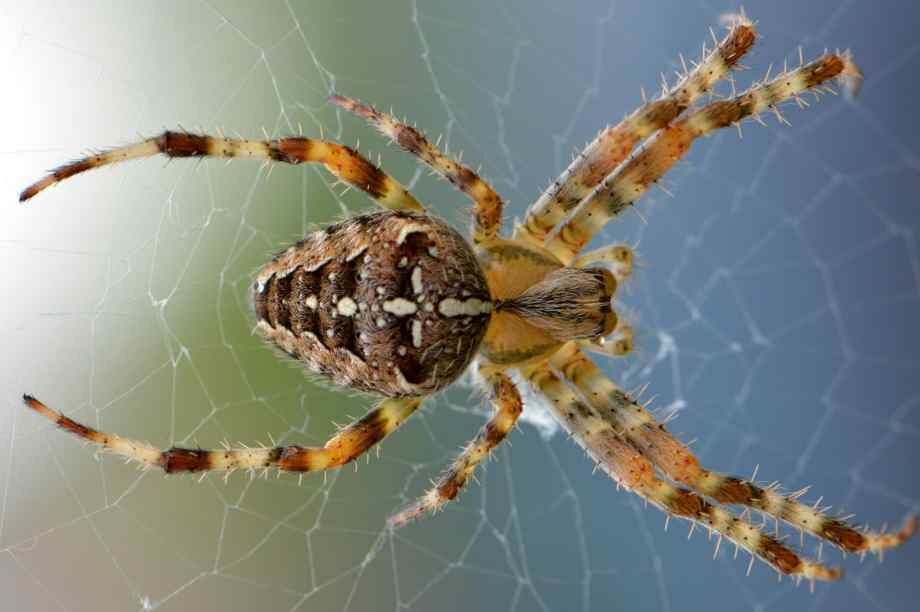 Cycle de vie d'une araignée
