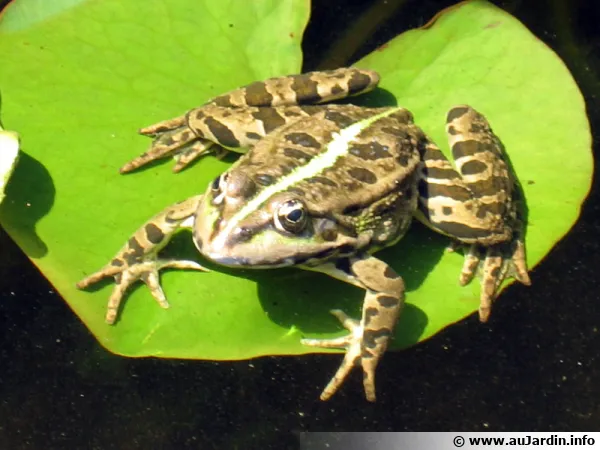Grenouille verte sur une feuille, symbolisant le changement