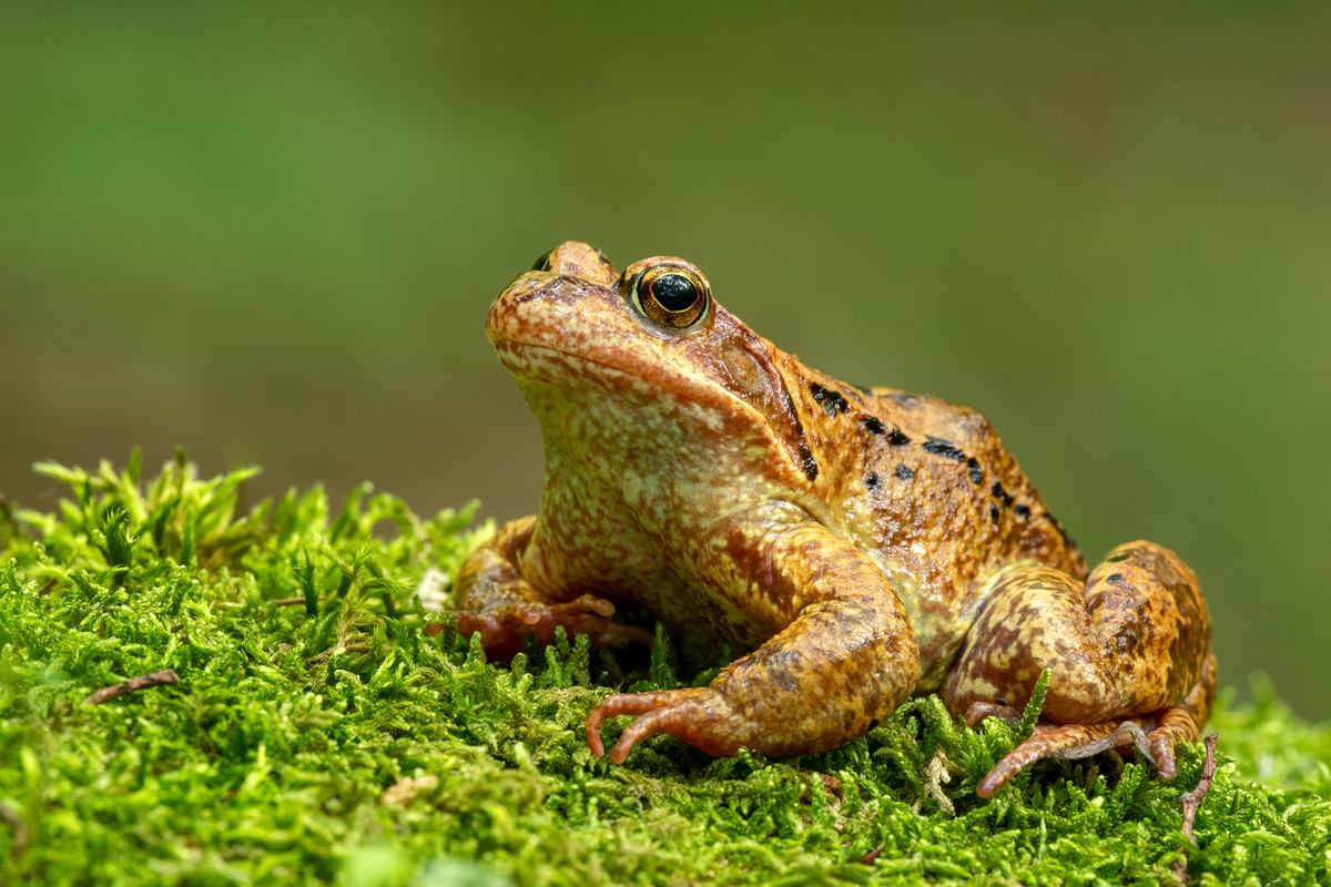 Grenouille traversant un seuil, signe d'espoir