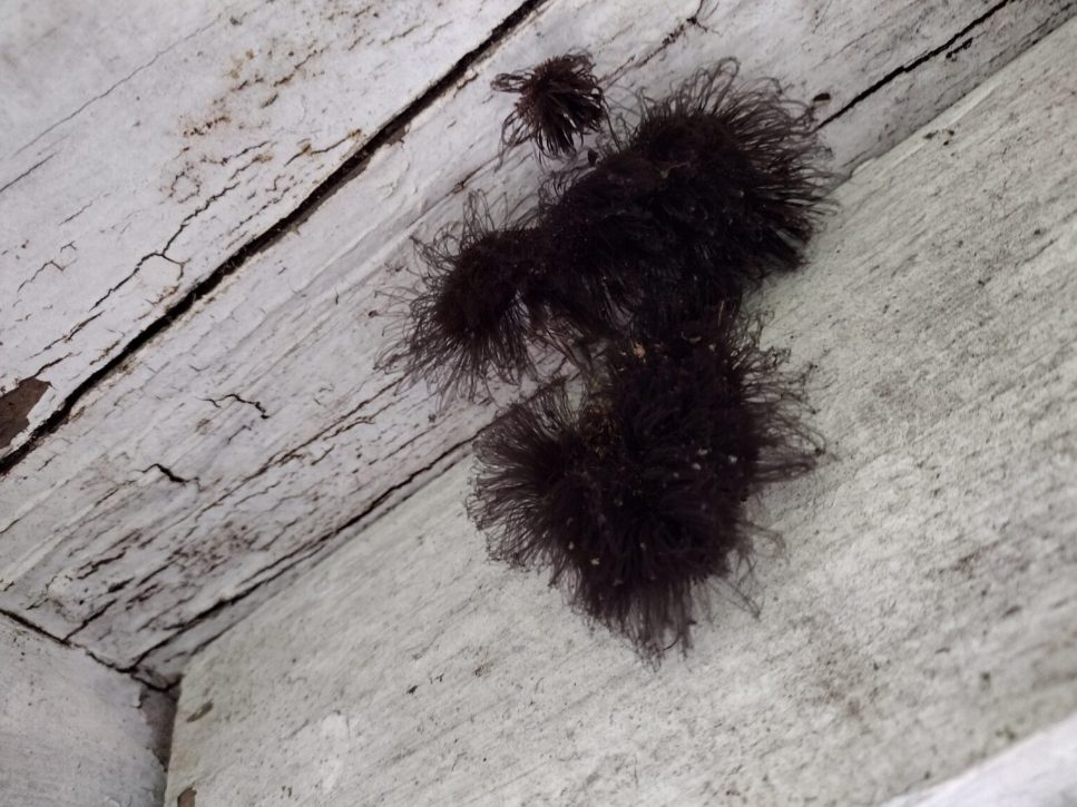 Amas d'araignées dans un coin de chambre