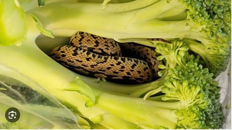 Serpent dissimulé dans un brocoli