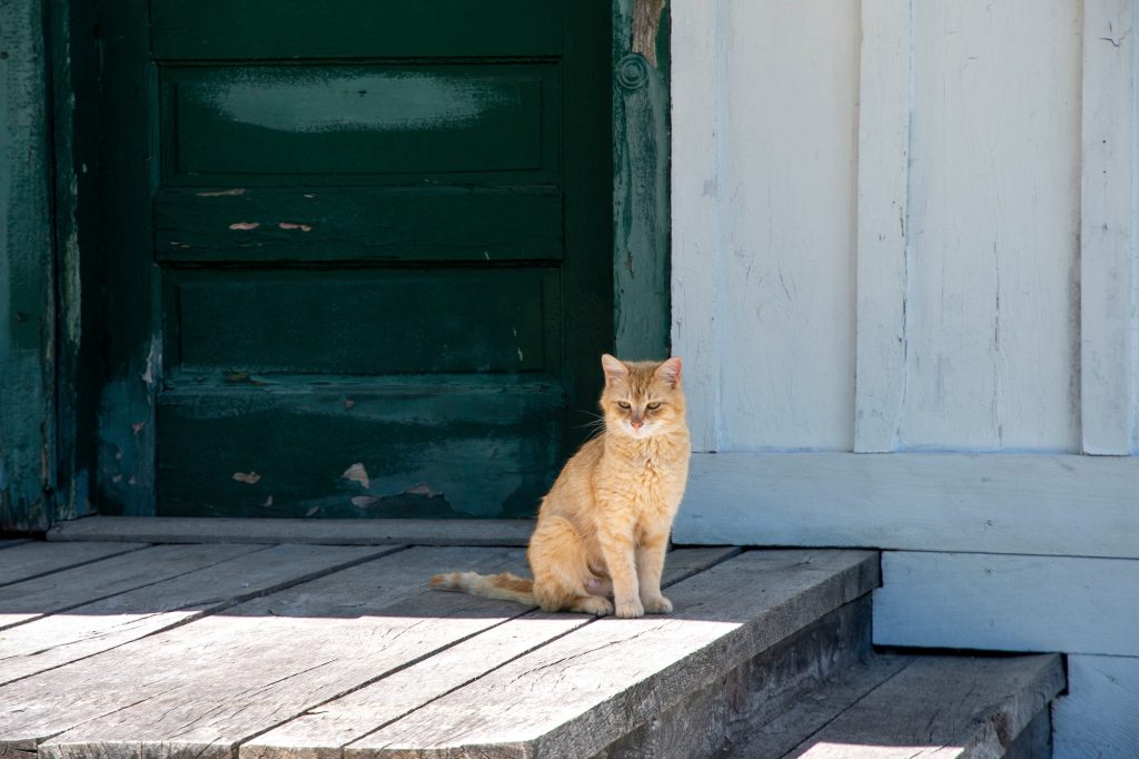 Chat errant devant une porte