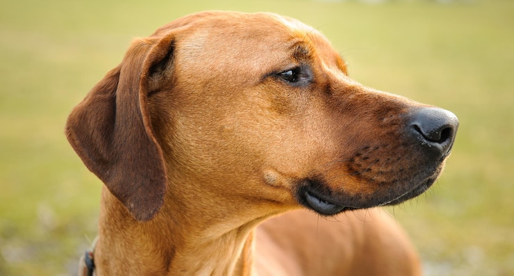 Chien vigilant