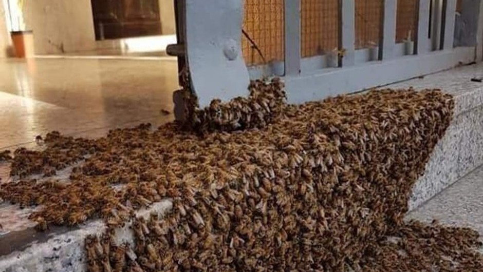 Essaim d'abeilles en grappe