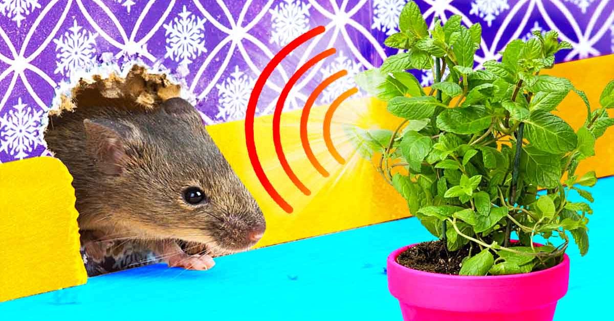 Plantes d'intérieur qui aident à éloigner naturellement les rongeurs