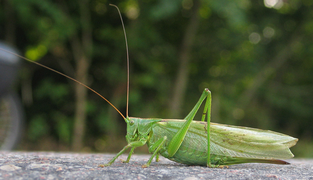 Macrophotographie d'une sauterelle verte sur une tige