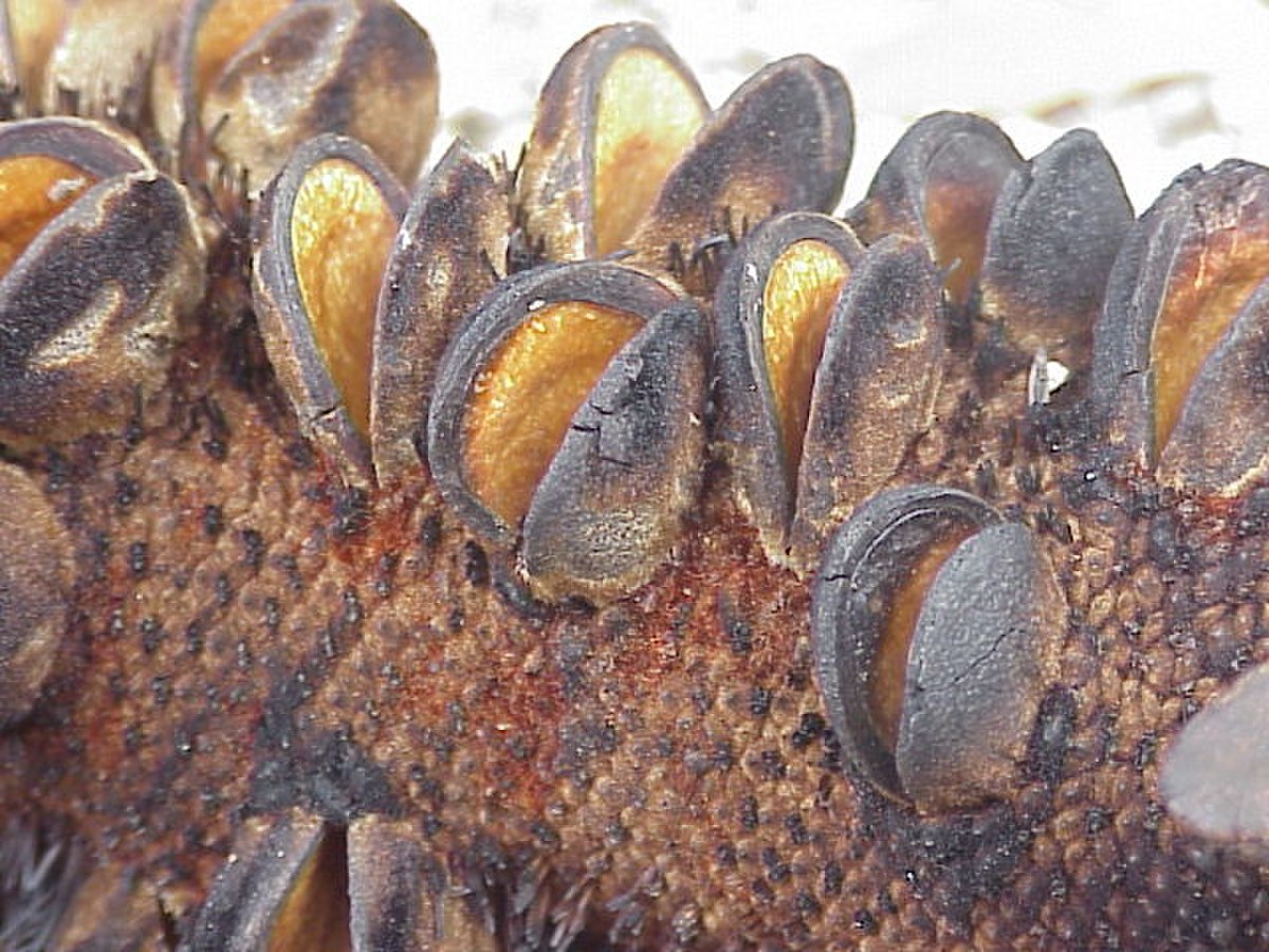 Fruits de banksia en gros plan