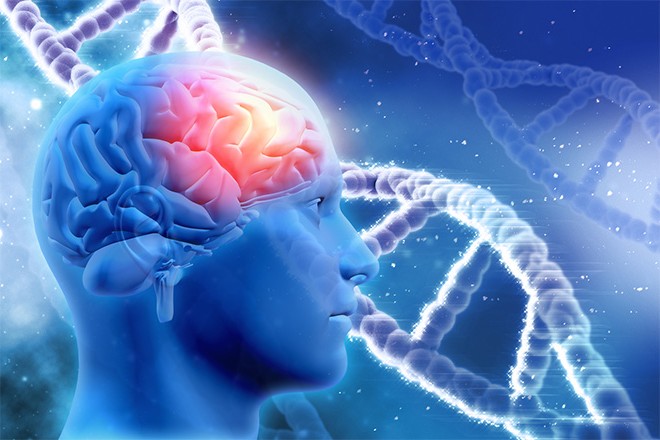 Illustration d'un cerveau en activité
