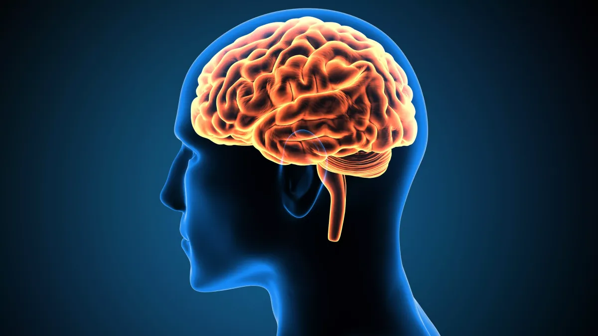 Schéma expliquant le fonctionnement du cerveau face aux illusions