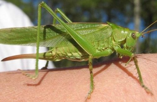 Femelle de la grande sauterelle verte posée sur une feuille