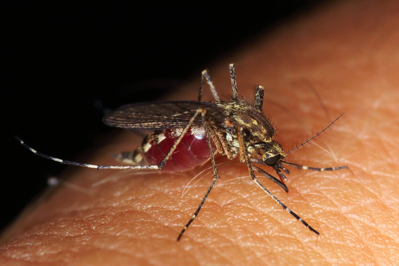 Moustique posé sur une surface