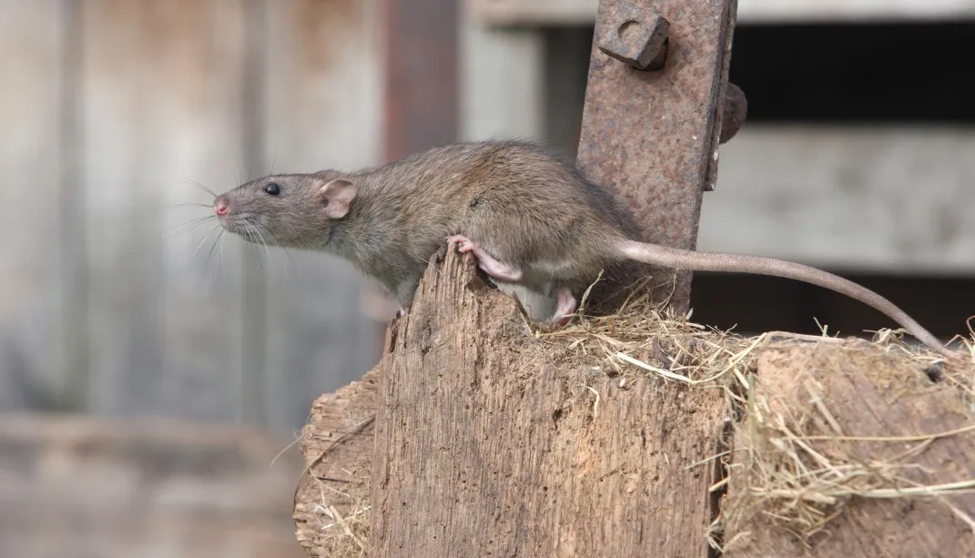 Comparaison des méthodes naturelles versus les solutions chimiques contre les rongeurs