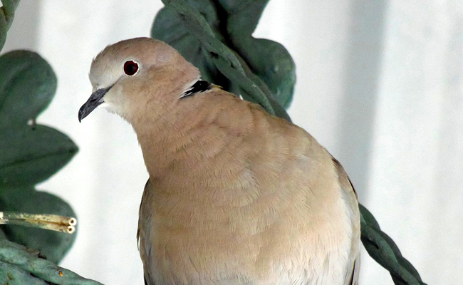 Tourterelle dans un jardin domestique