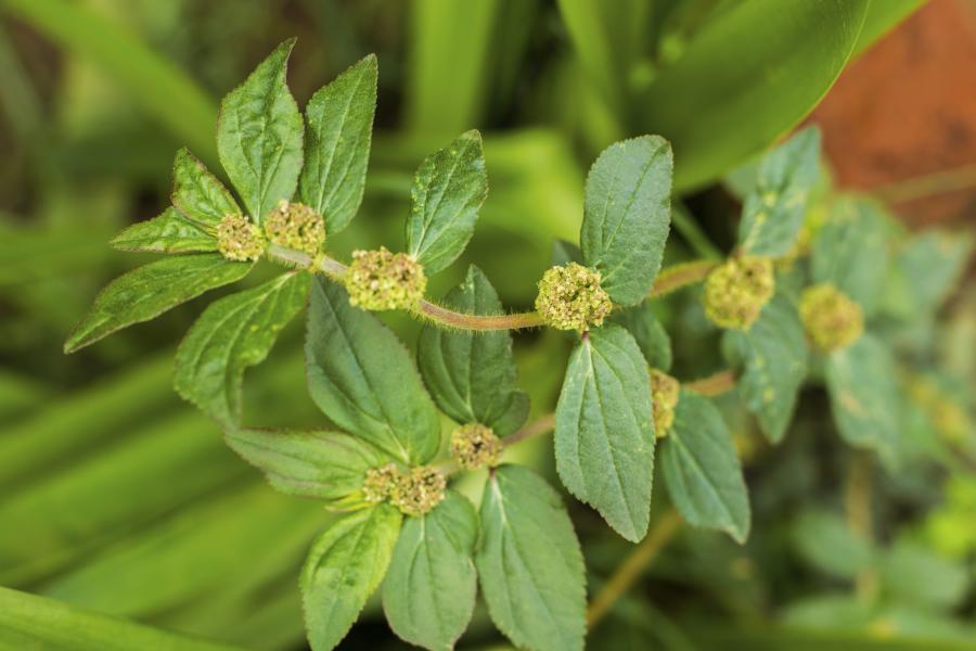 Préparation d'une infusion d'Euphorbia hirta
