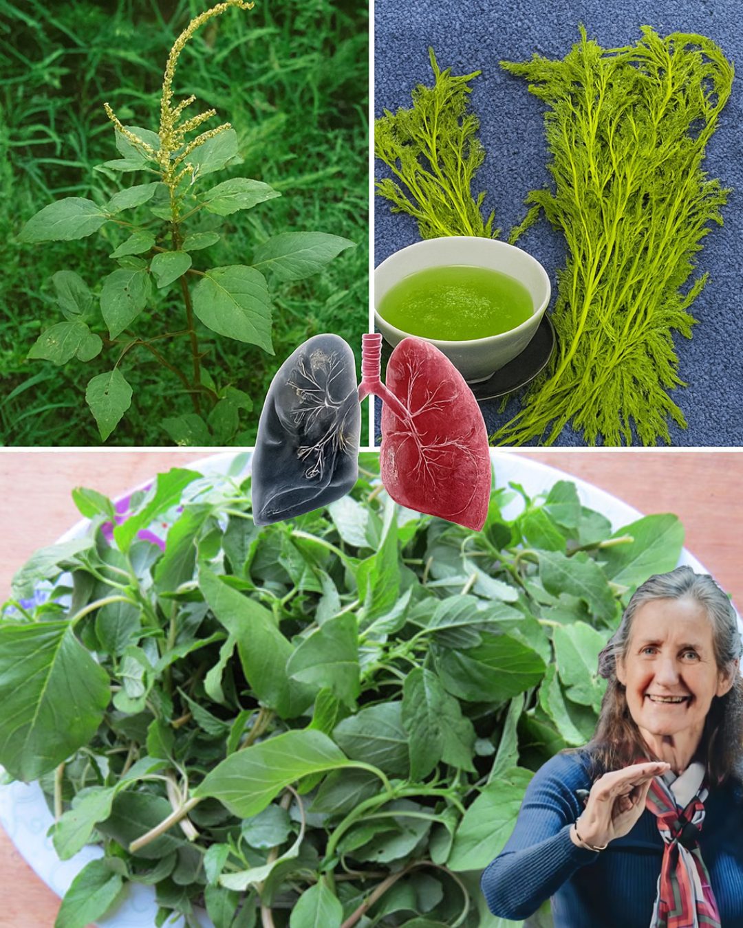 Feuilles de chénopode blanc, une plante sauvage comestible