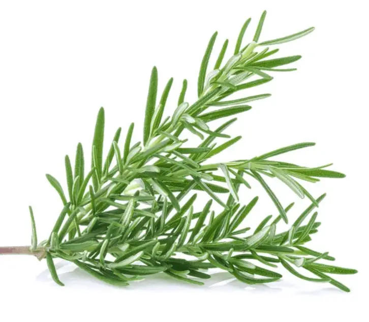 Romarin frais