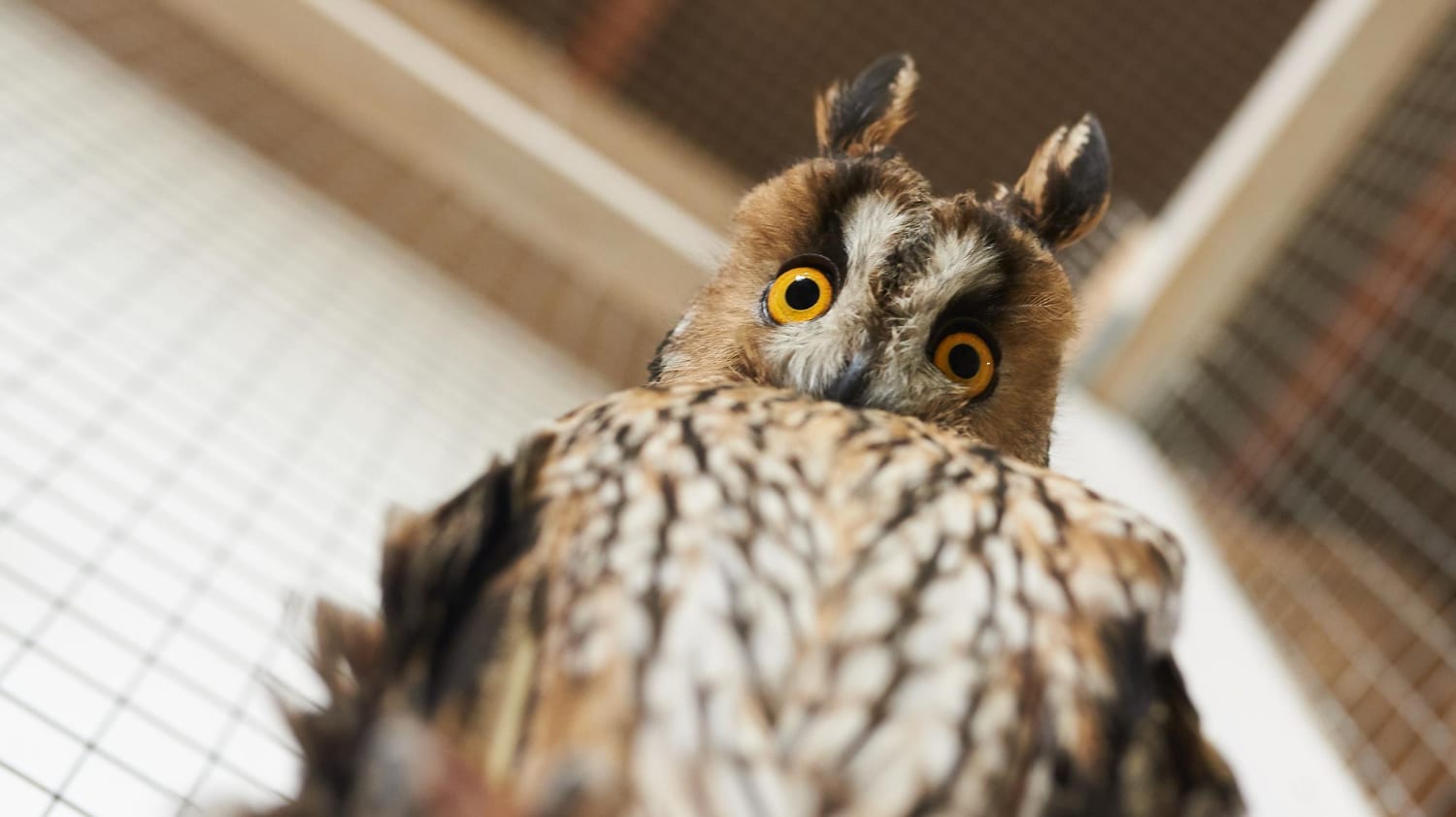 Un hibou perché sur une branche, observant avec intensité