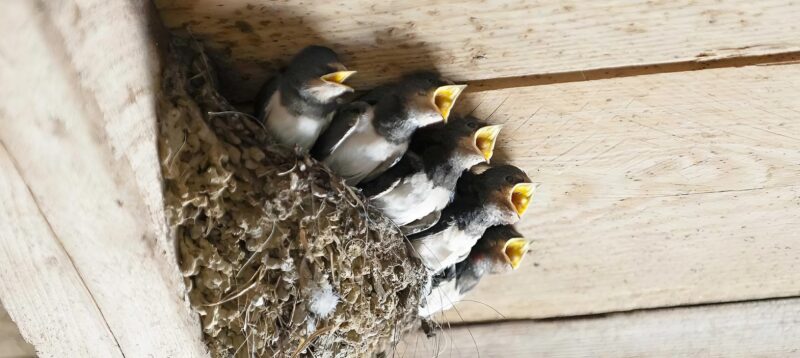 Nid d'hirondelle sous un toit