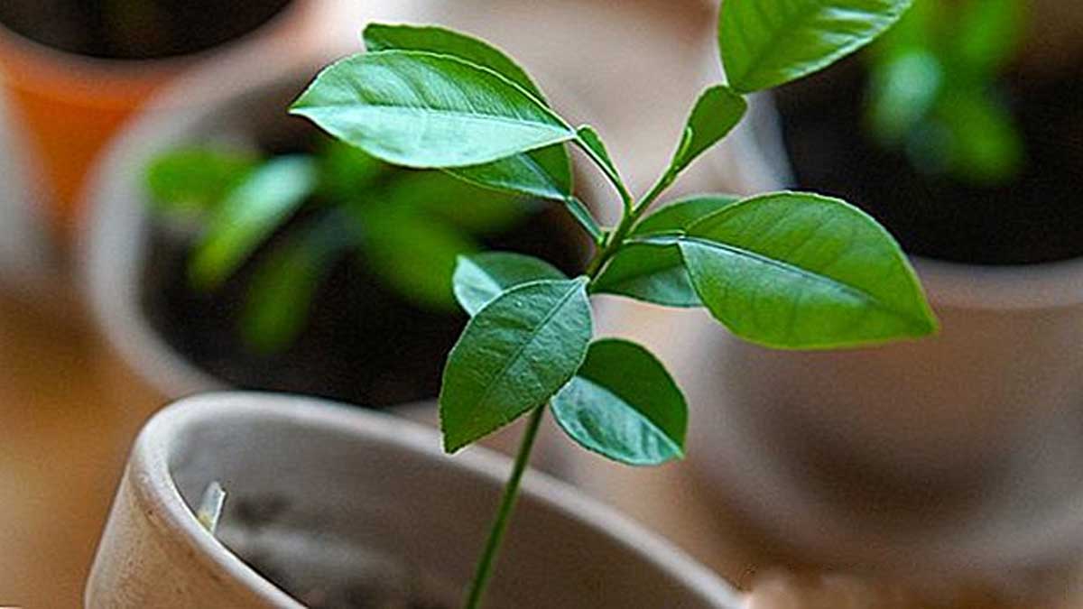 Jeune plant de citronnier cultivé dans une tasse blanche