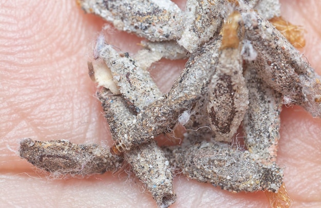 Vue rapprochée de cocons de chenilles sur un mur
