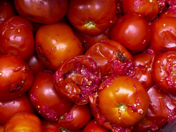 Tomates utilisées comme engrais naturel pour plantes