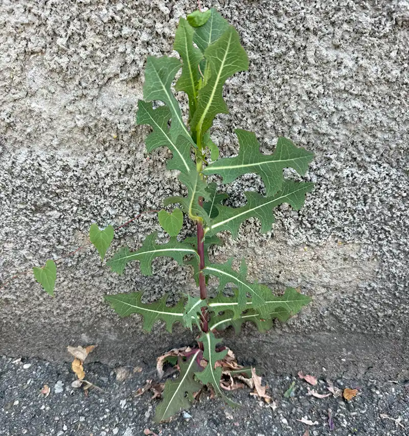 Laitue sauvage en milieu naturel