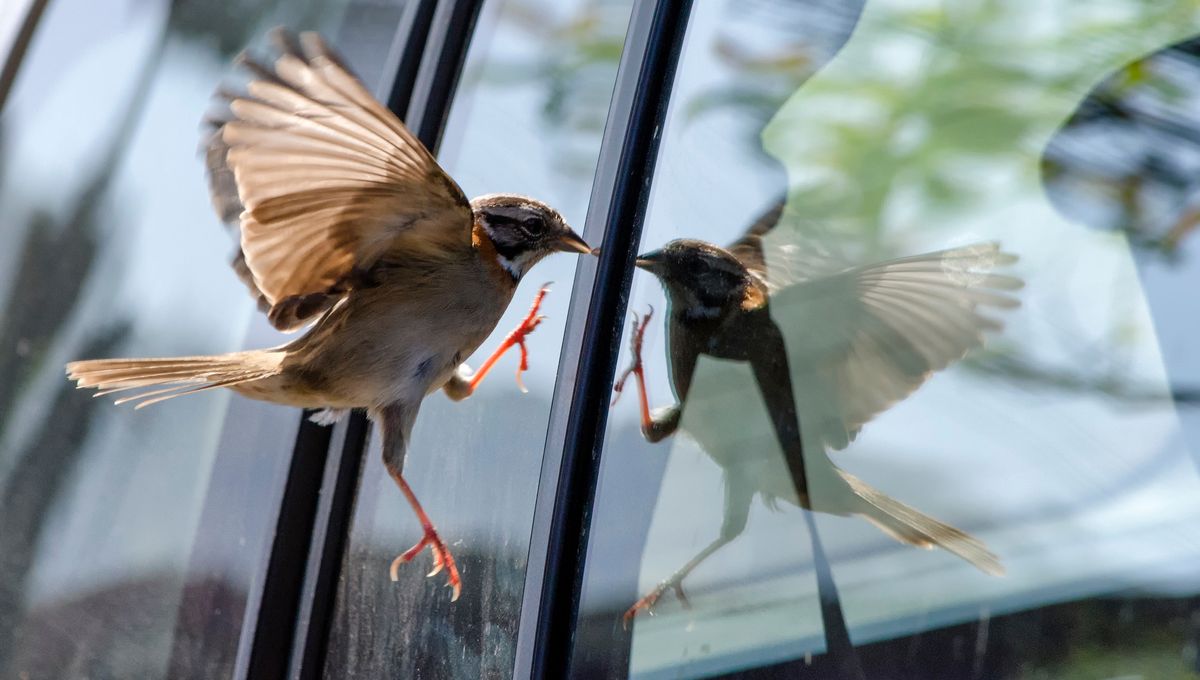 Oiseau se posant sur un rebord de fenêtre