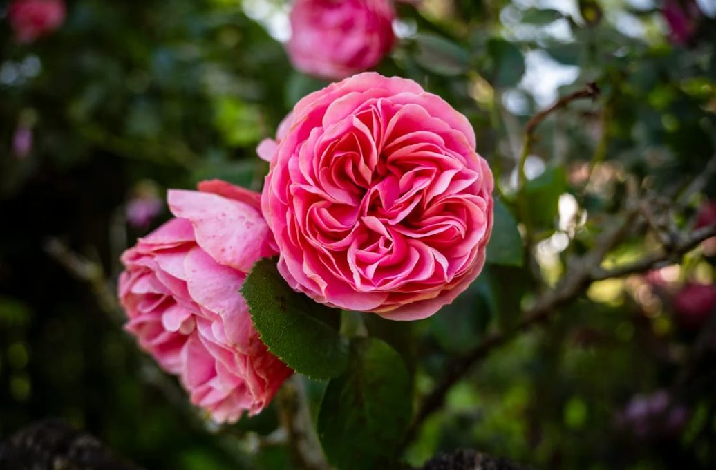 Main tenant un sécateur, en train de tailler une rose fanée sur un rosier